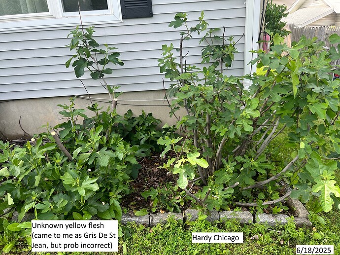 Figs_pruned_g_06-18-2025