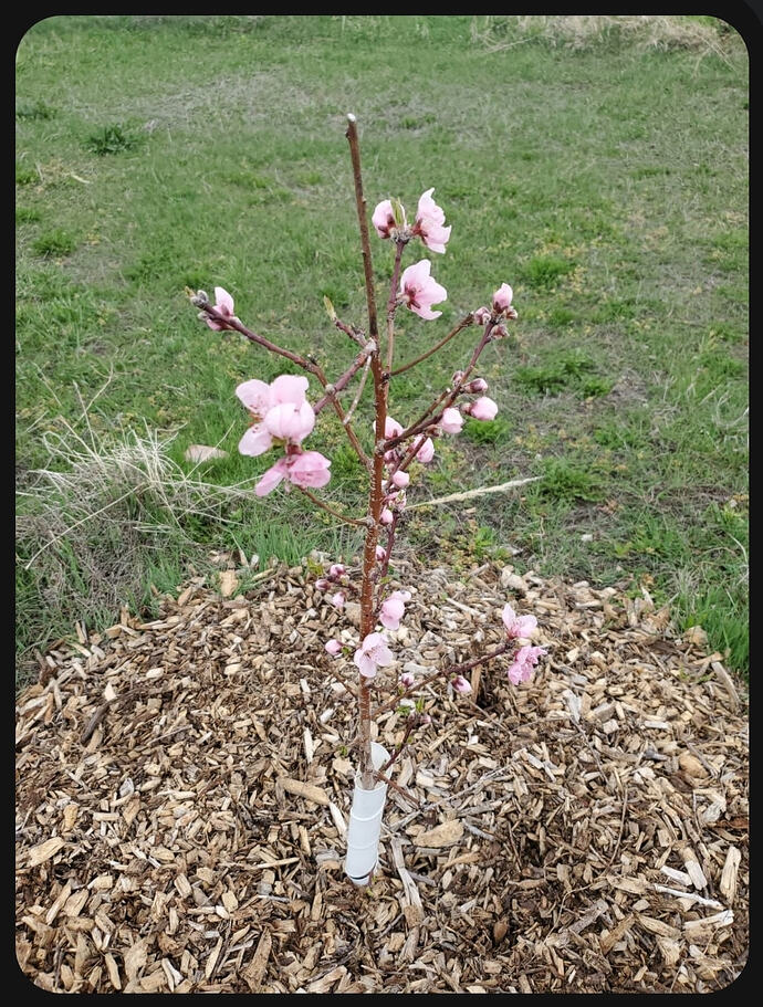 Screenshot_20260326-123444_Messages