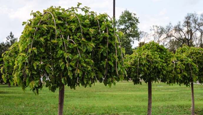 A row of weeping mulberry trees.