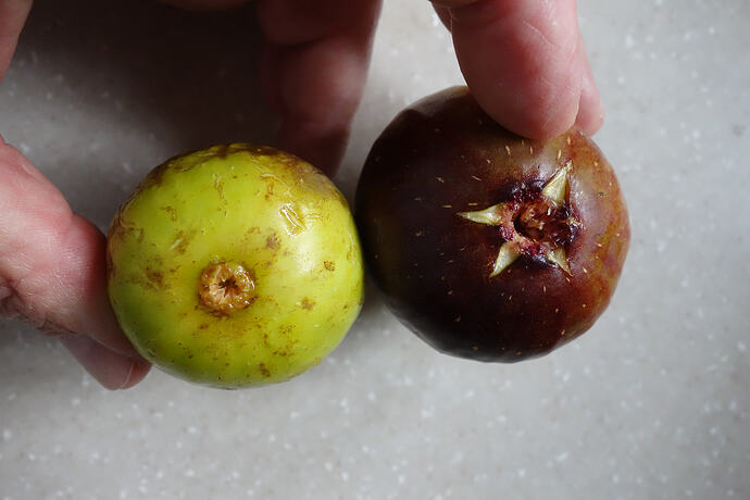 Brown Turkey fig vs. Peter's Honey Fig 8.12.26