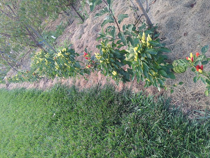 17610027532184623161977520974526