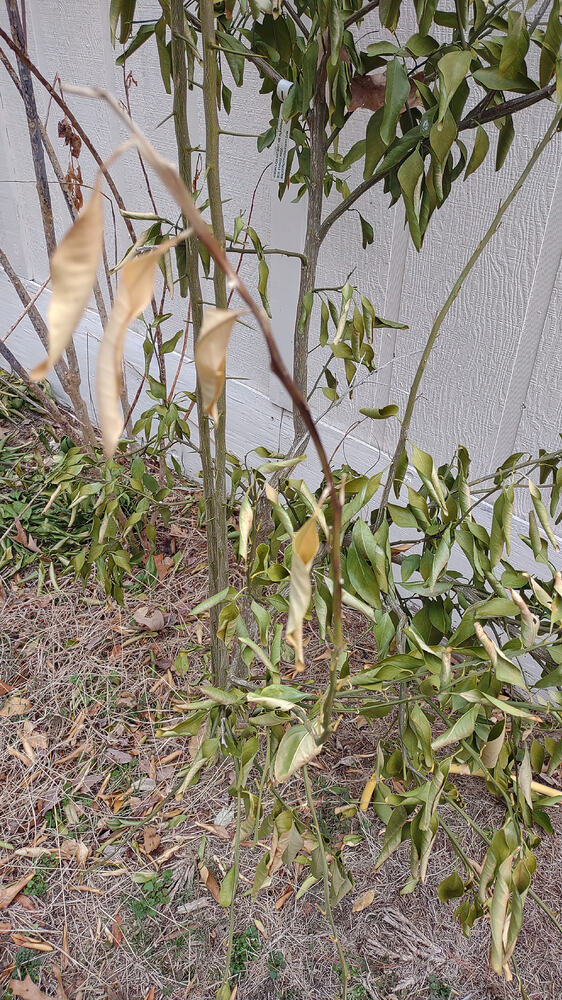 IMG_20260211_133709566