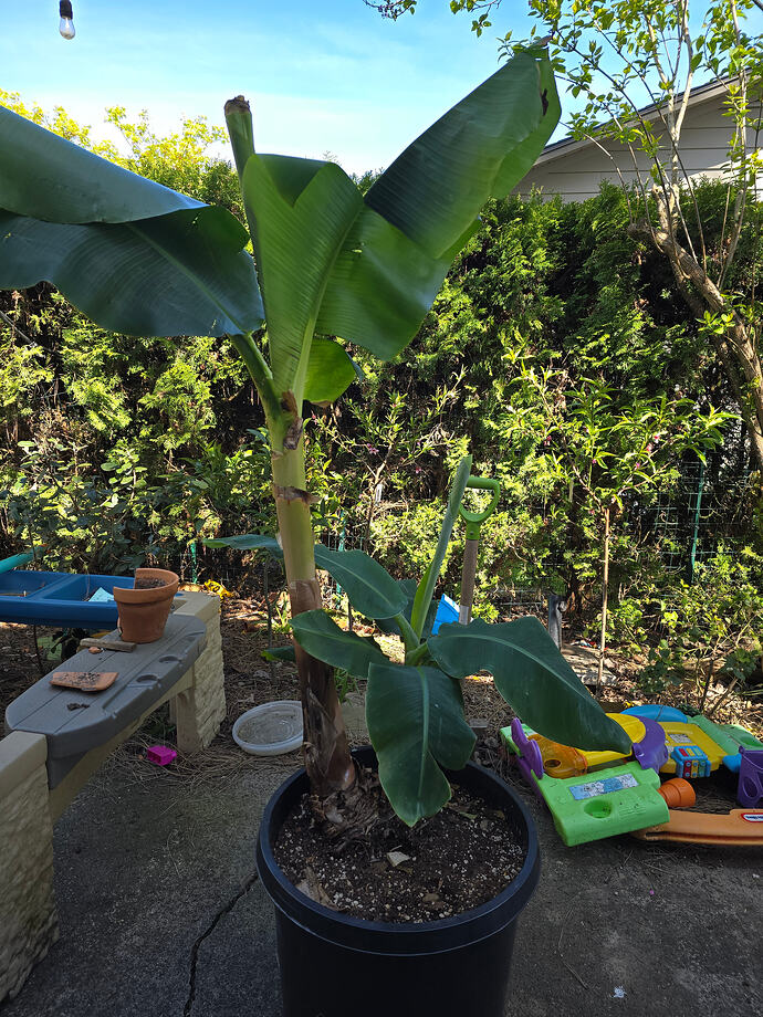 musa super dwarf