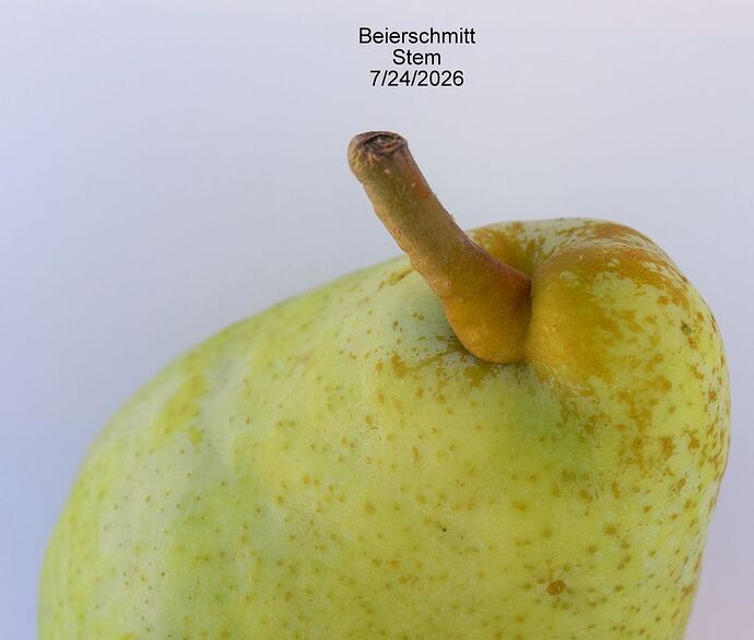 Beierschmitt Stem7-24-2026 2RS