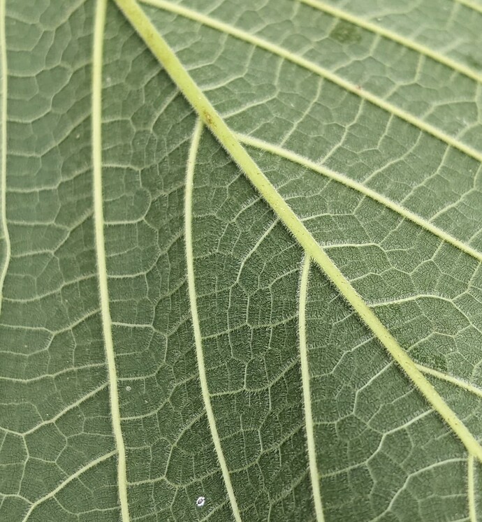 PXL_20250704_165517757