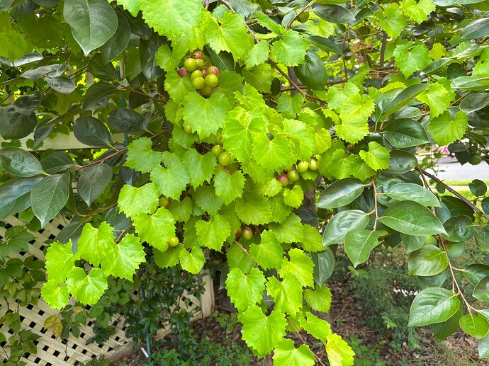 Muscadine