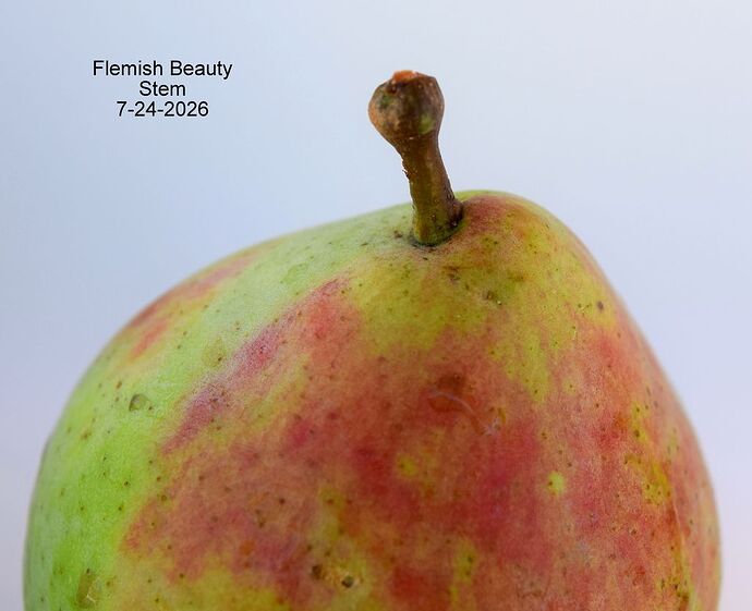 Flemish Beauty 7-24-2026 StemRS.JPG