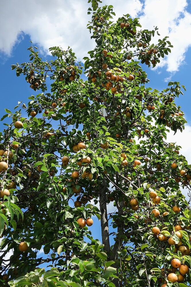 Raja Asian Pear 24 feet tall 9.2.25 (2)