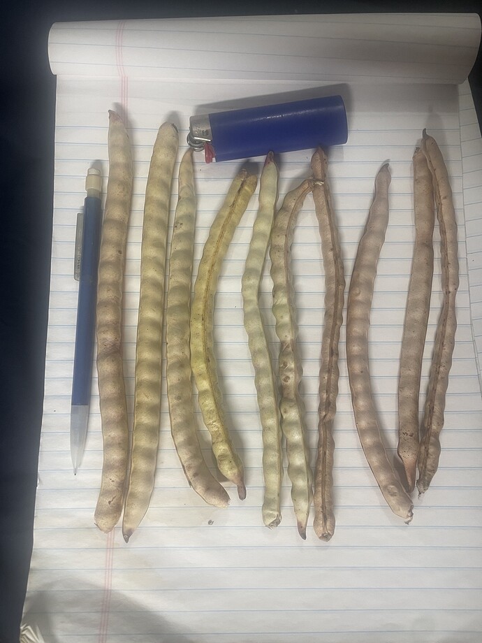 PX.cowpeas