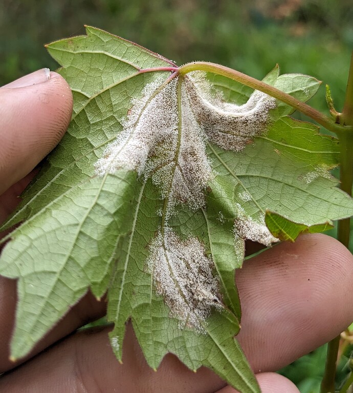 PXL_20250726_210121875