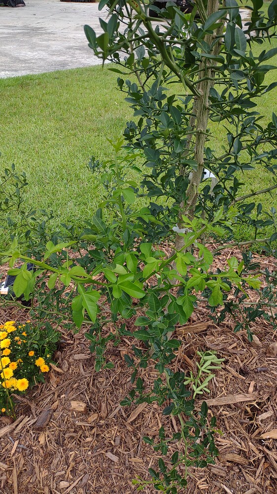 IMG_20250702_120004620