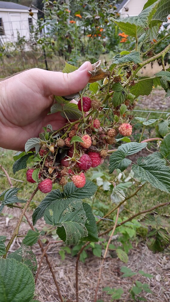 IMG_20251011_090034067_HDR