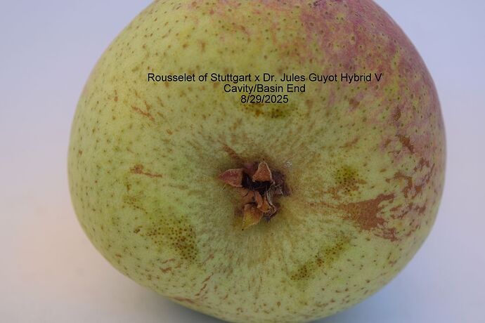 Rousselet of Stuttgart x Dr. Jules Guyot Hybrid V Cavity 8-29-2025RS