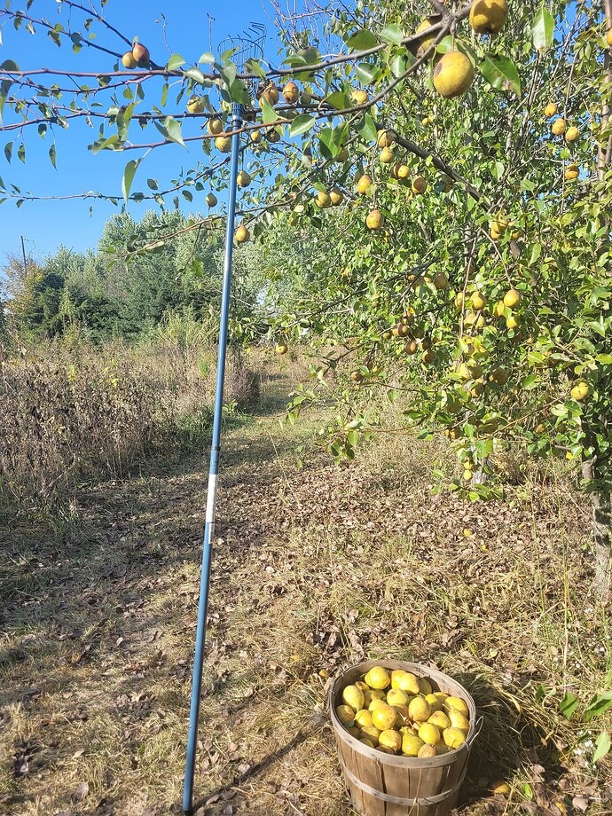 140a768636bb9232bbe465242a34902075d66299_2_1380x1840