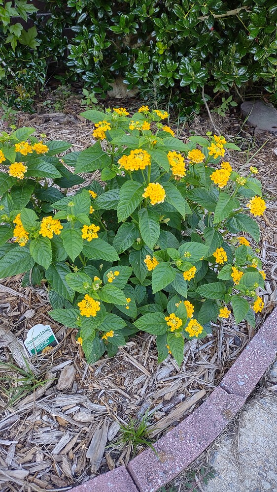 IMG_20250718_170809626_HDR