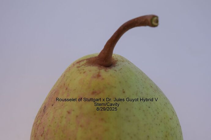 Rousselet of Stuttgart x Dr. Jules Guyot Hybrid V STEM RS 8-29-2025