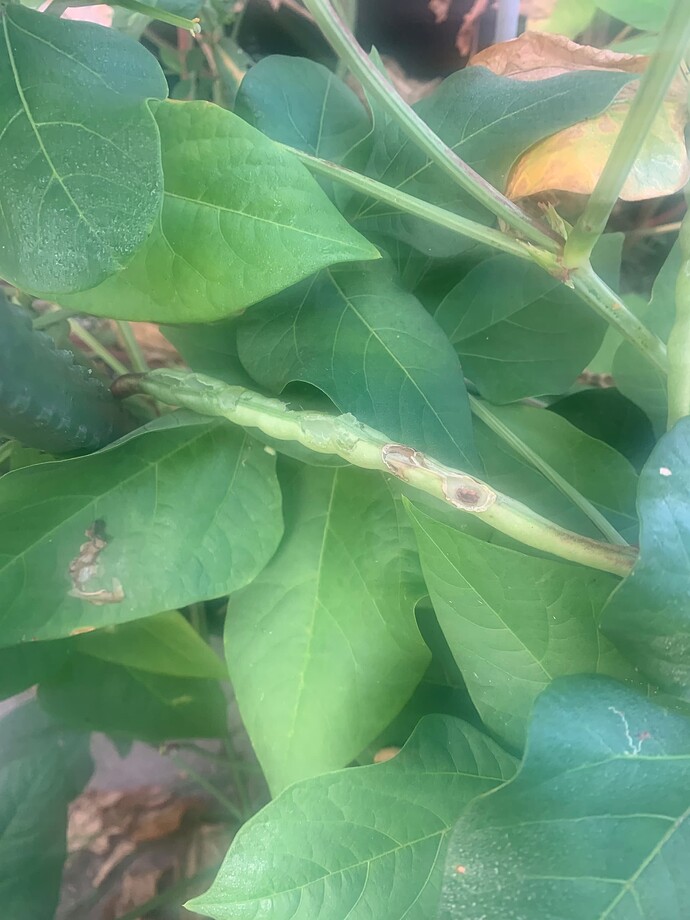 peas 1