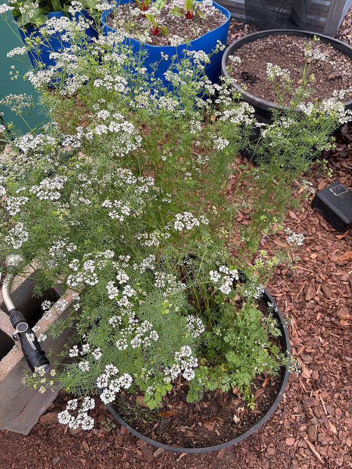 cilantro bolting