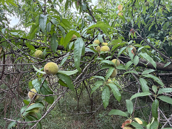 DD Hwy peach #3, more fruits on 7-29-26, lots of pits from last year on ground