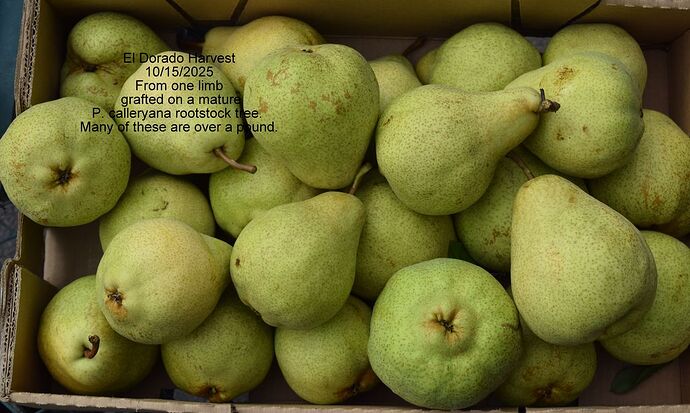 ElDoradoBox10-15-2025RS