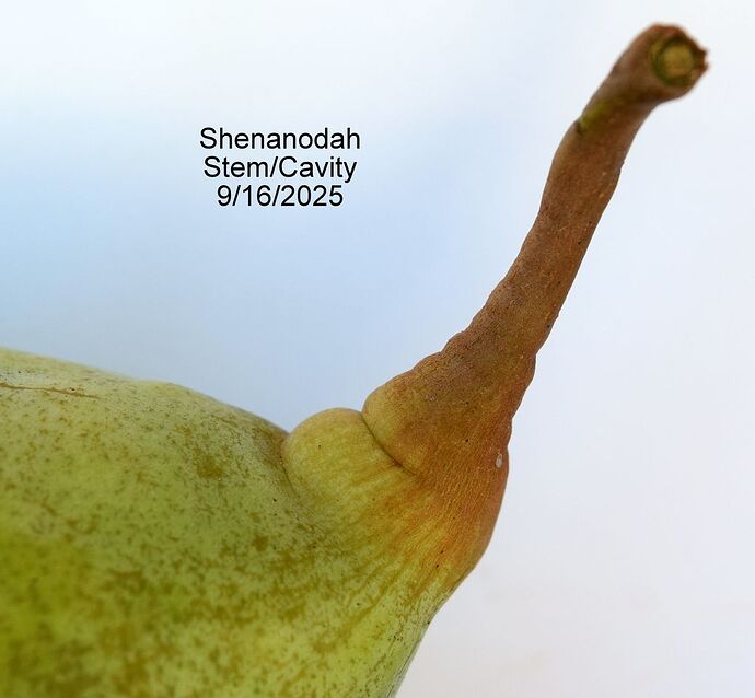 ShenandoahStem9-16-2025RS