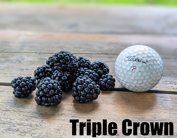 Triple Crown_2025