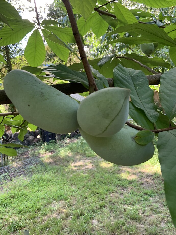 thumbnail_IMG_3528. 11Aug2025