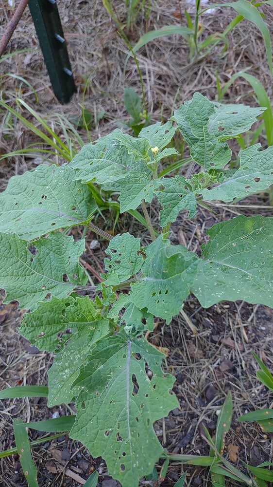 IMG_20250728_190441266