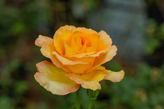 _CPB1097