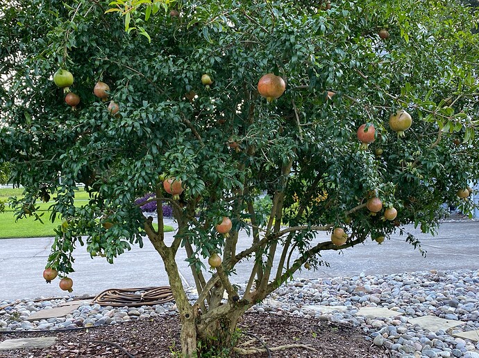 Granada in landscaping.