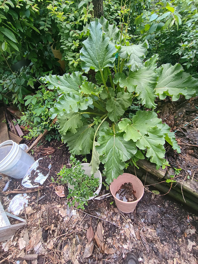 Rhubarb and in ground Flying dragon to receive Meiwa  scion