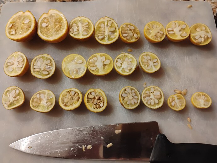 halved trifoliate orange