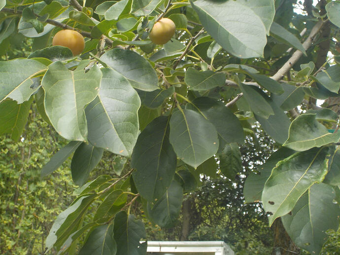 DSCN1681