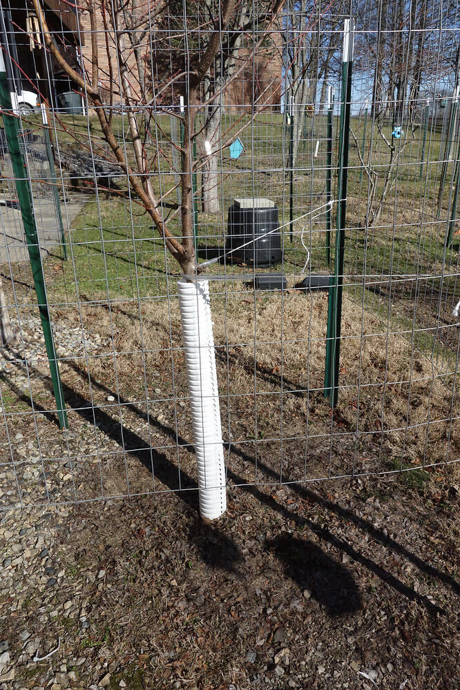 cover trunk minium 3 feet