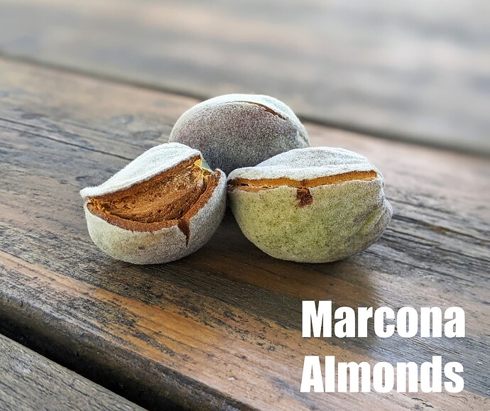 Marcona Almonds_2025