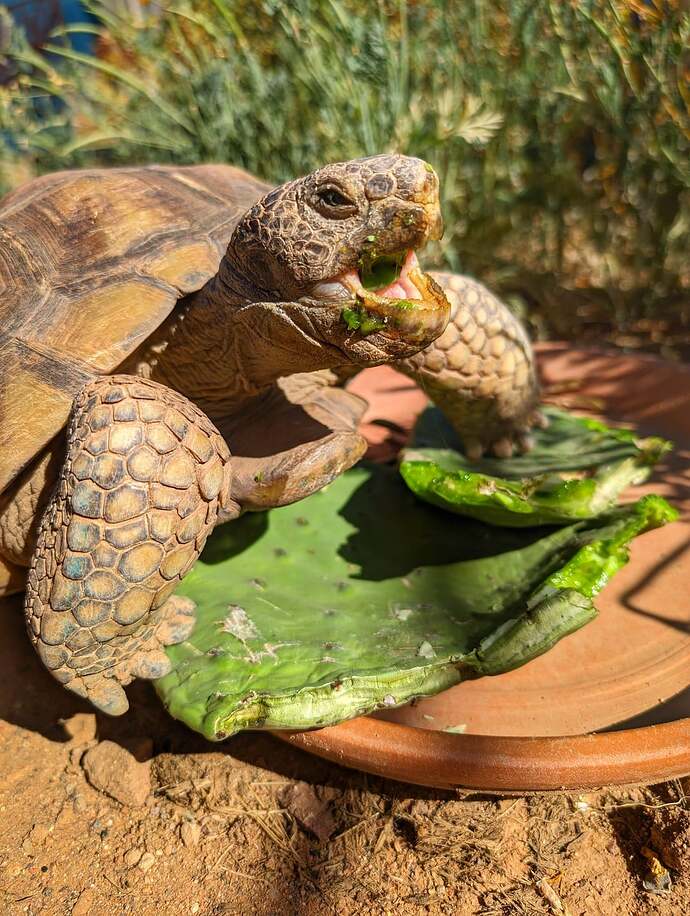 prickly-pear-v0-u3bczk600ixc1-4110563869