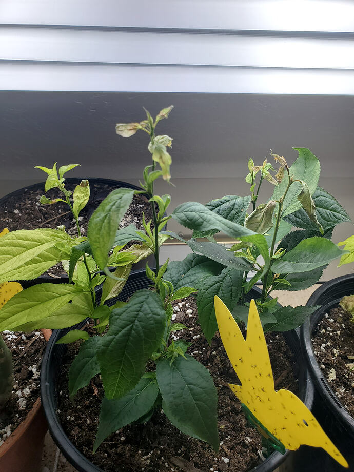 17718139324519190056745677866328