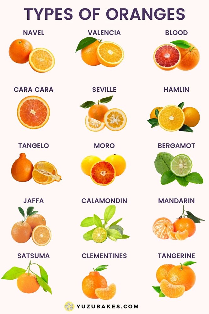 different-types-of-oranges-chart