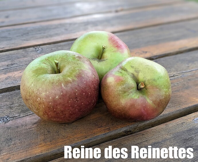 Reine des Reinettes_2025