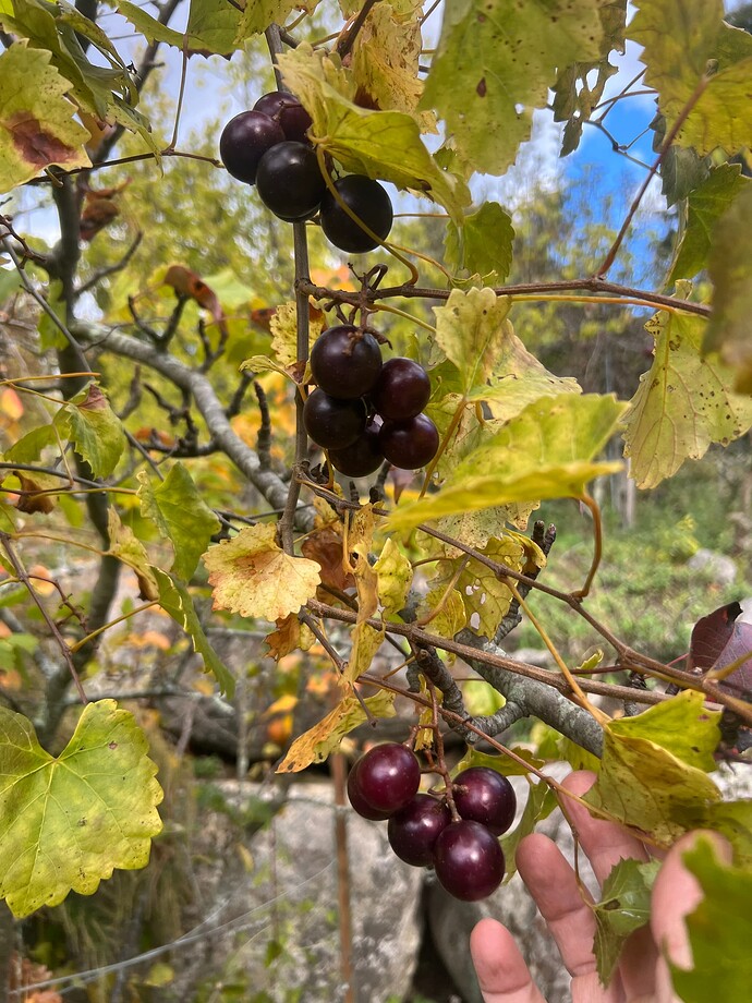 Black_Beauty_10-26-2025