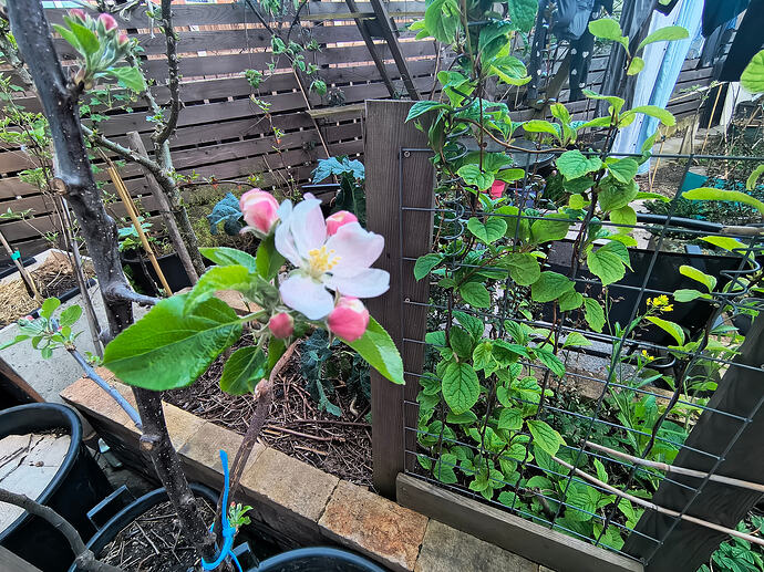 IMG_20260408_193121495_HDR