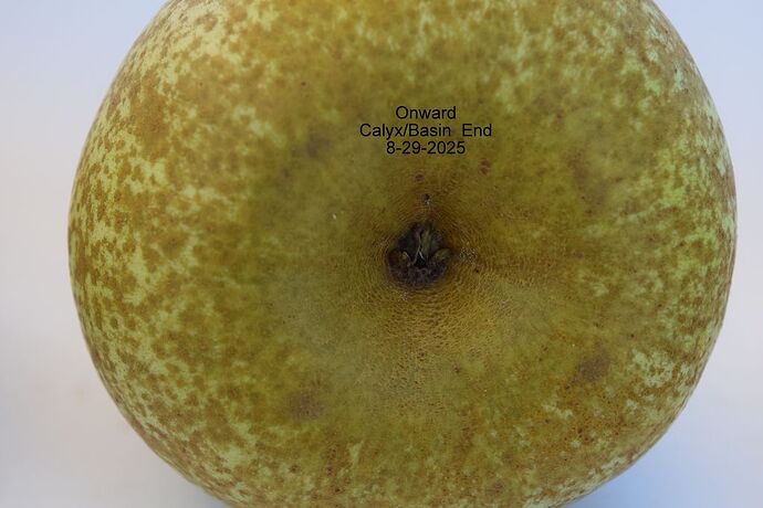 Onward Calyx 8-29-2025RS