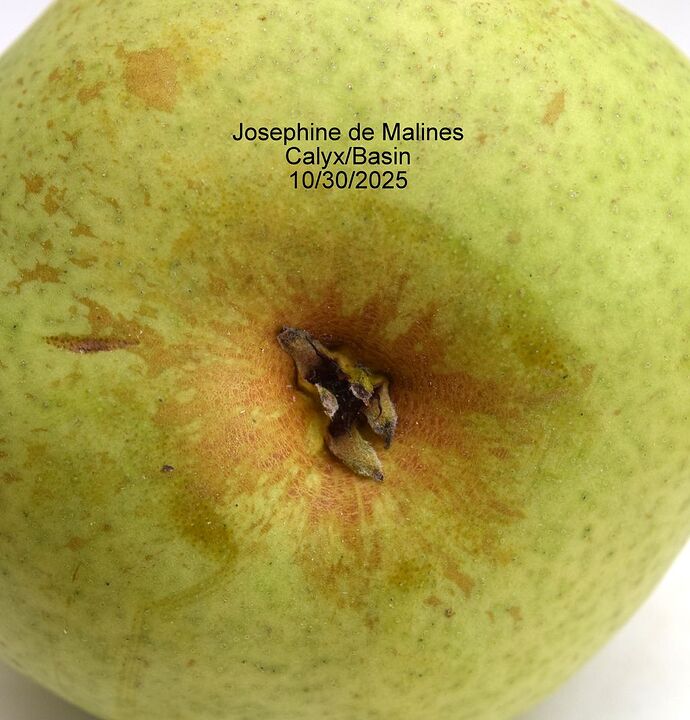 Josephine de Malines CalyxBRS