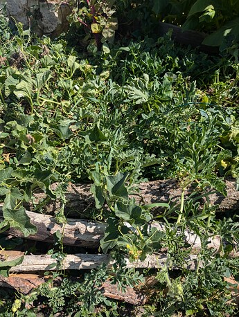 PXL_20250724_220836539