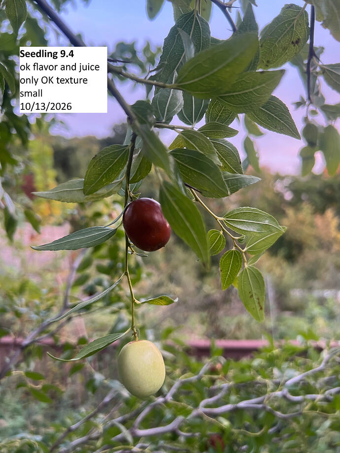 JJS_9.4_10-13-2026