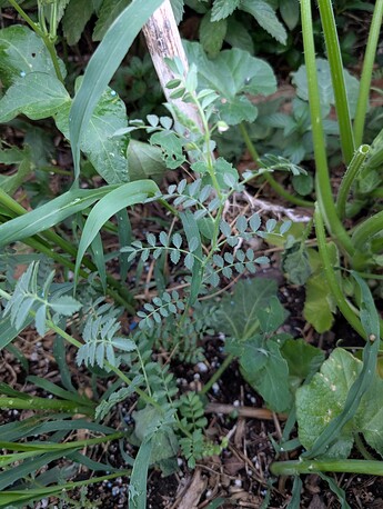 PXL_20250707_033646901