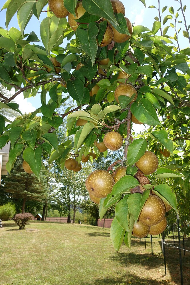 Korean Giant Asian Pear 9.2.25 (2)