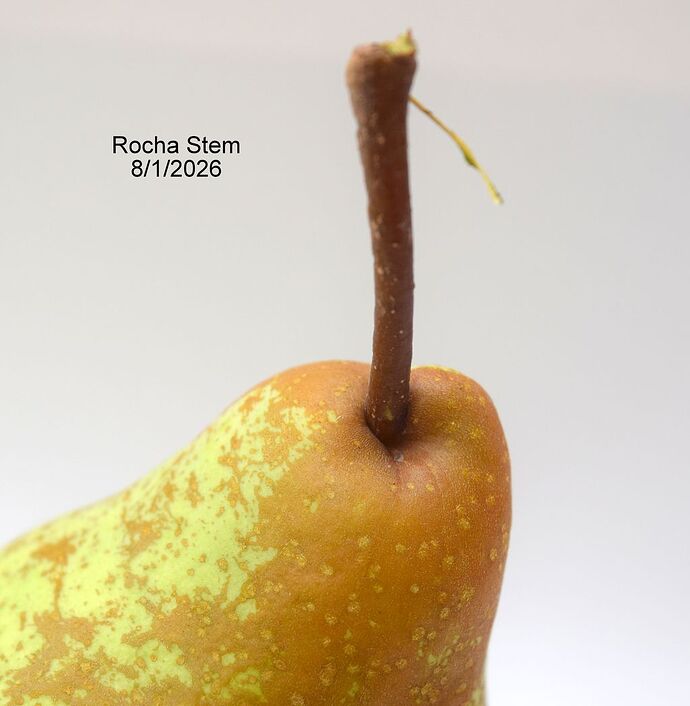 Rocha Stem 8-7-2026RS