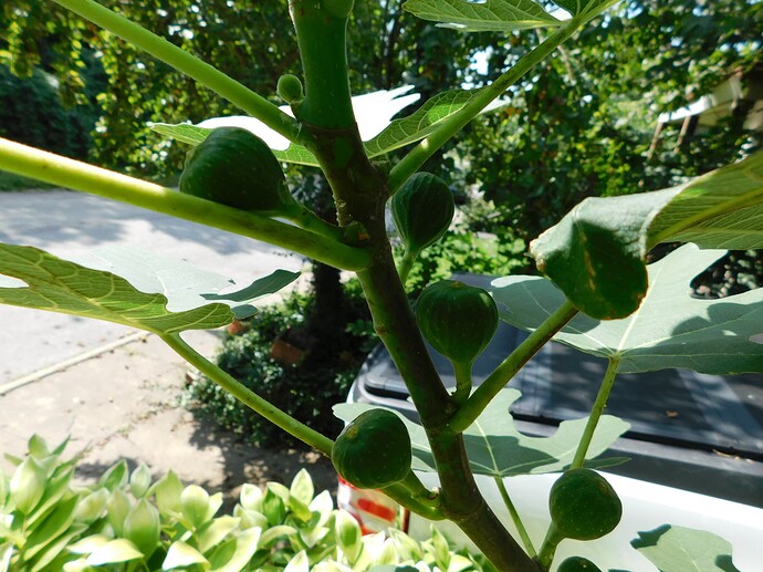 Chicago hardy kumquat