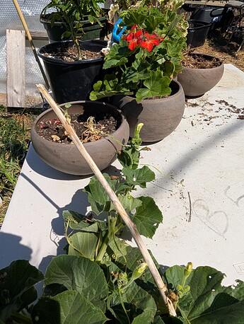 PXL_20250724_214724702